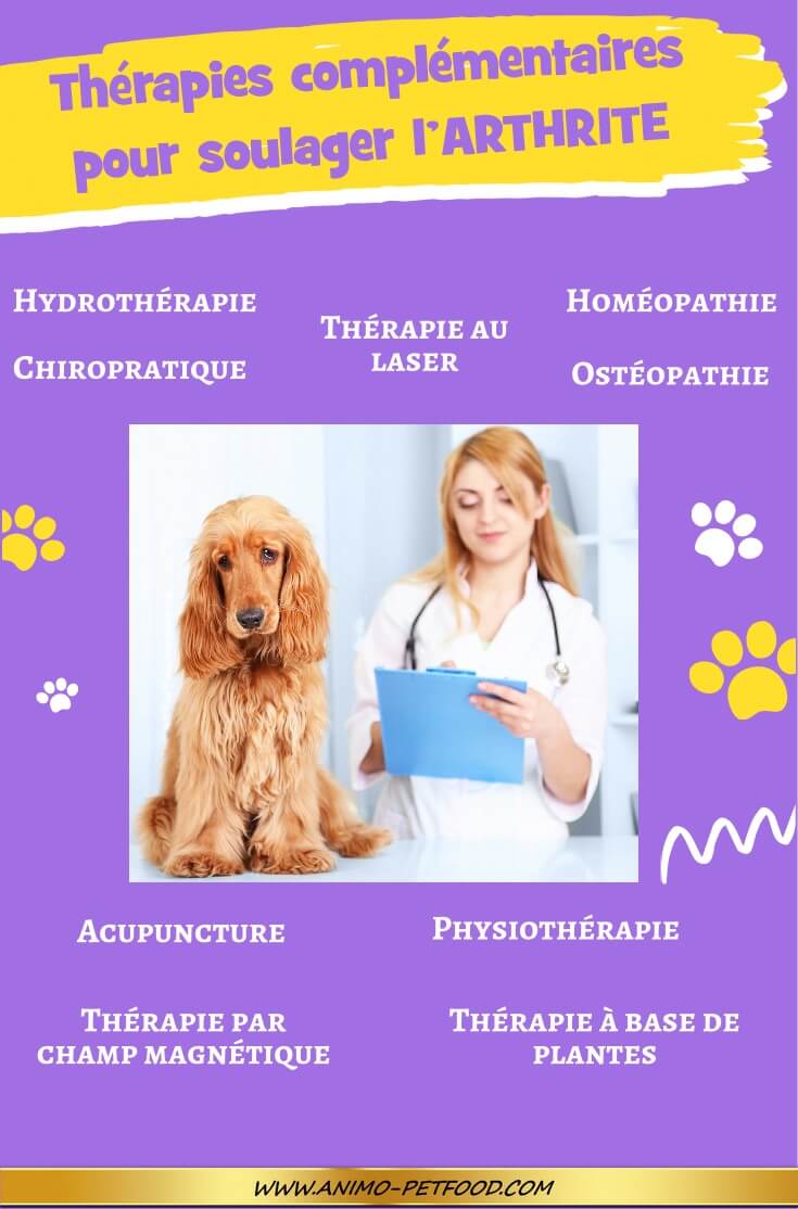 arthrite-chez-le-chien-therapie